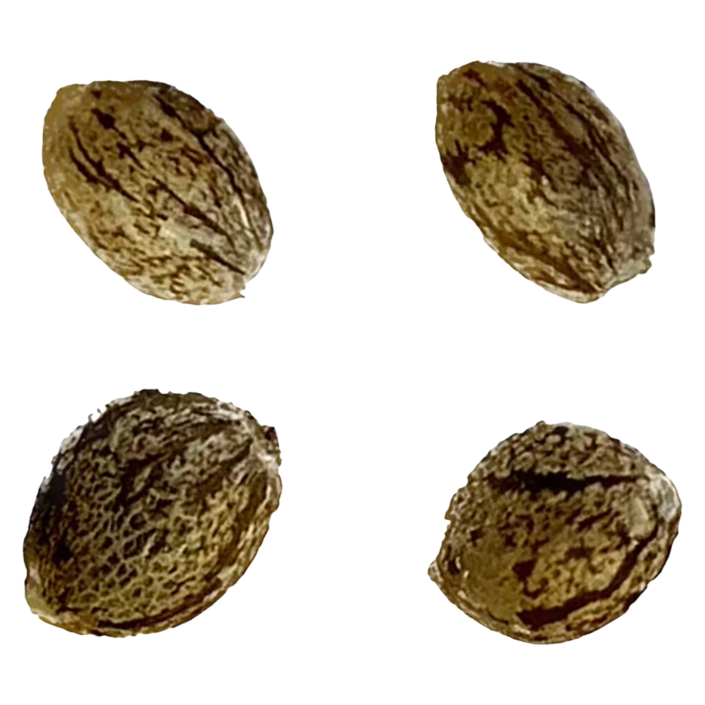 Four cannabis seeds showing varied texture and coloration, representative of Amsterdam Skunk Haze THC AUTO regular seeds