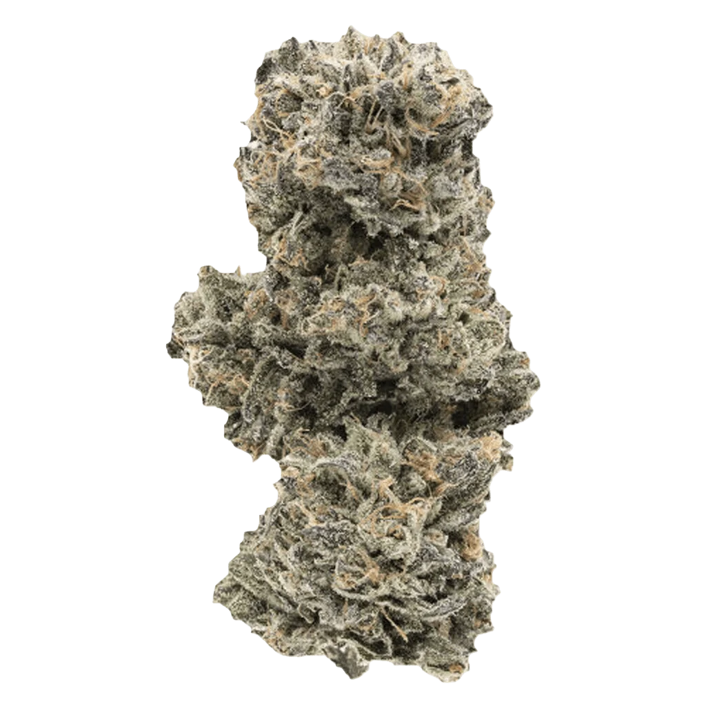 1964 Kush Mints cannabis dried flower with dense, frosty buds and pale green-grey coloring