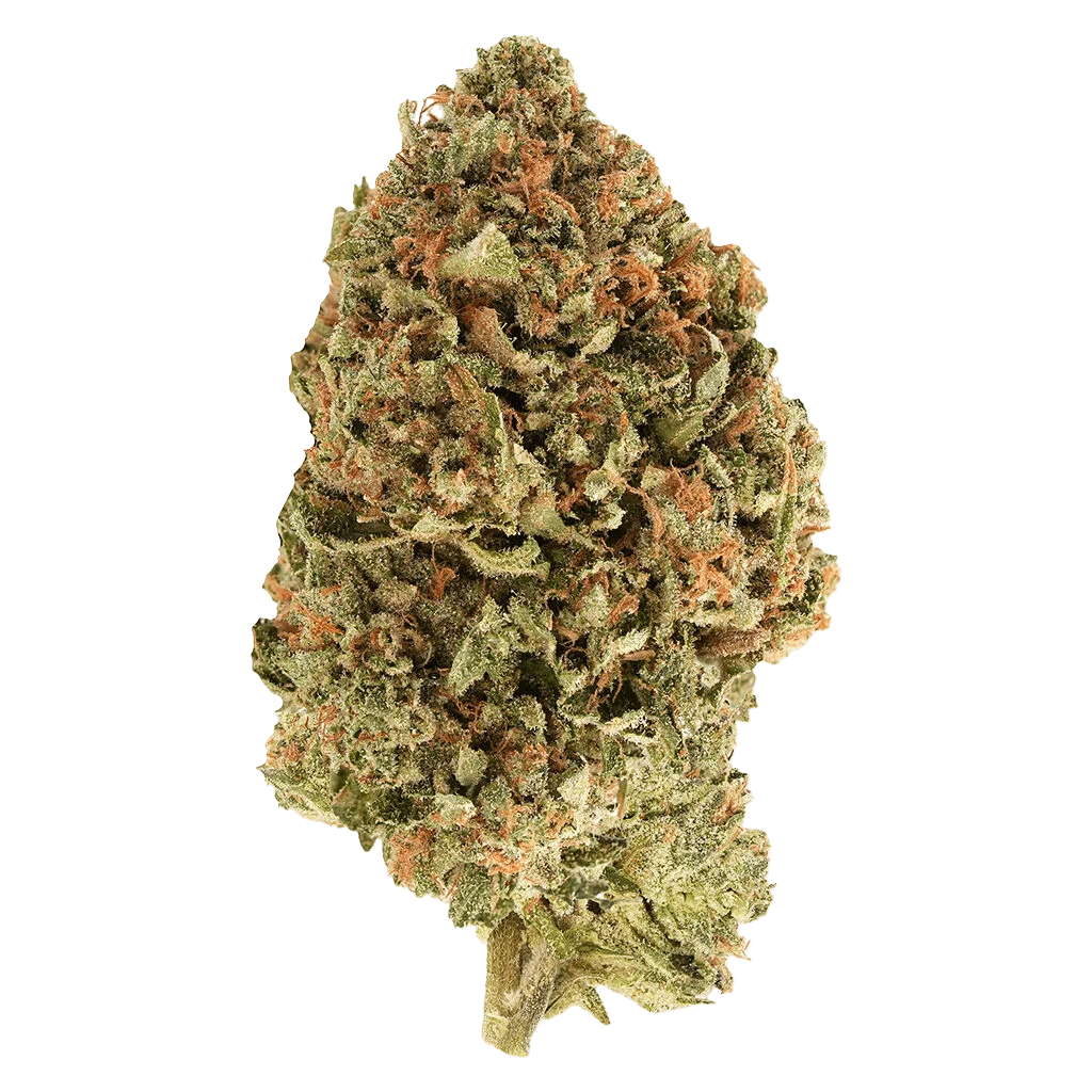 BC Organic Tea Time #7