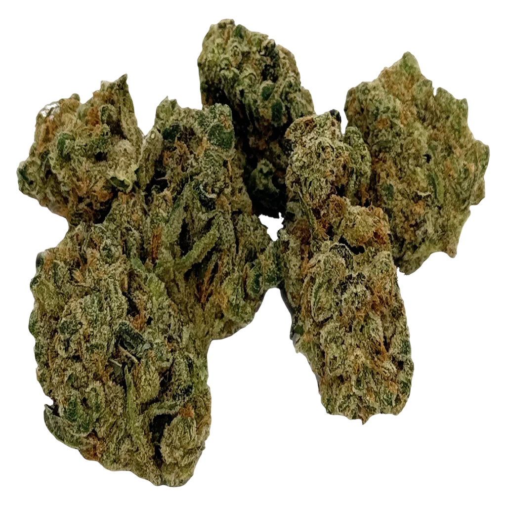 LAMB OF GOD - SATIVA