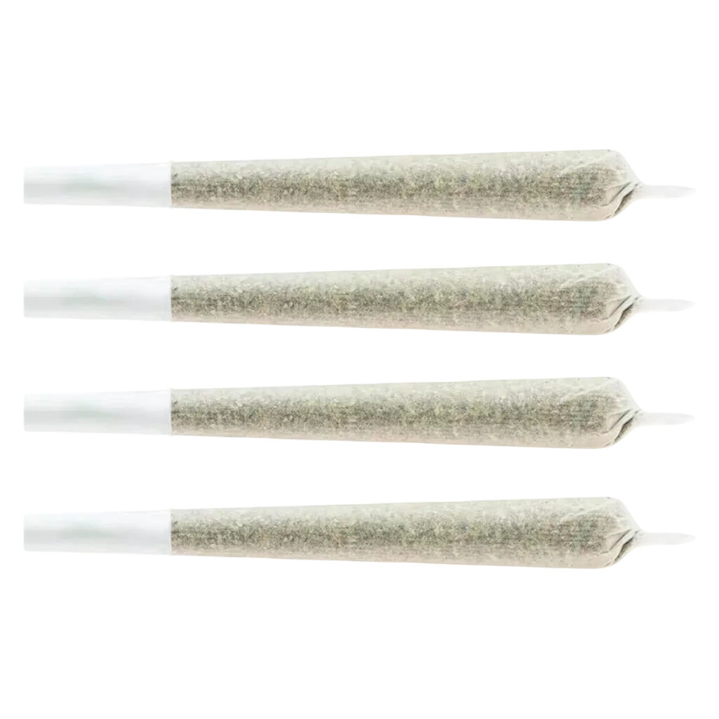 Large Snack Pack Sativa