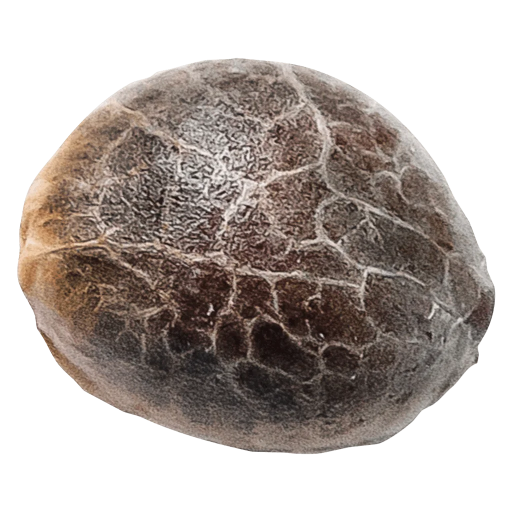 34 Street Seed Co. Chocolope cannabis seed with textured brown shell on white background