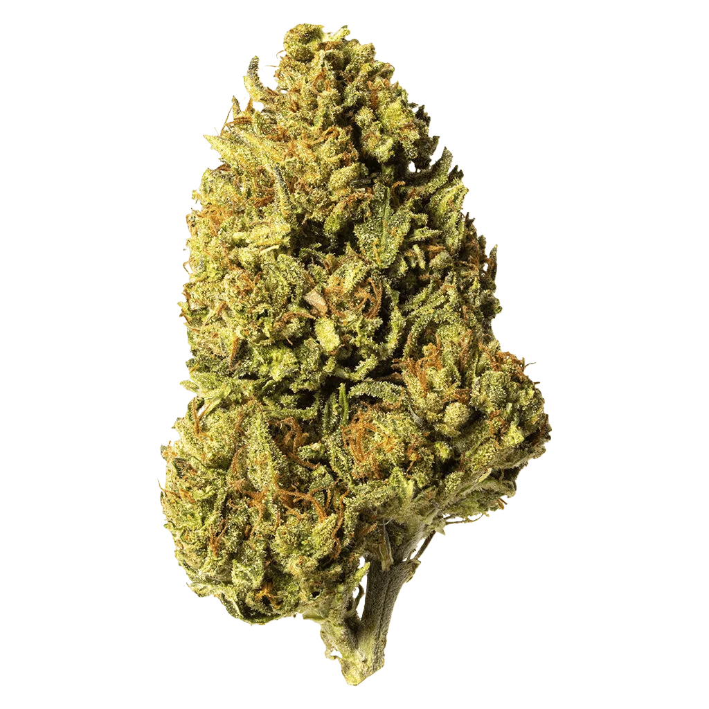 Bourgeon de fleur séchée Bleuh Light CBD aux trichomes denses et à la teinte vert olive