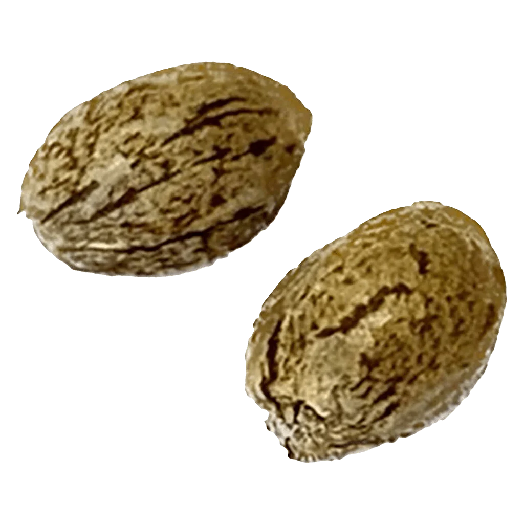 Two Tangerine Truffle Breath feminized cannabis seeds with textured tan and brown striped coating